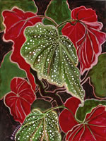 Begonia 3
