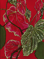Begonia 5